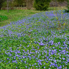 Vinca - Maagdenpalm - Vinca minor