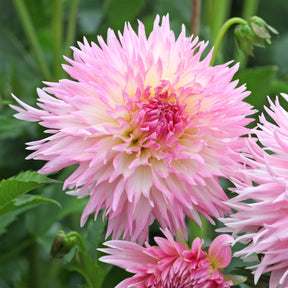 Dahlia 'Nadia Ruth' (x3) - Dahlia fimbriata 'nadia ruth' - Willemse