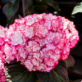 Hydrangea macrophylla miss saori (h2002) - Boerenhortensia 'Miss Saori'® - Hortensia macrophylla