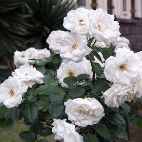 Trosroos 'Princess of Wales' - Willemse