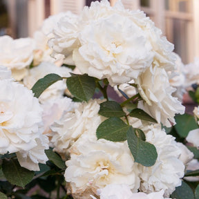 Rozen - Naakte wortels - Trosroos 'Princess of Wales' - Rosa floribunda princesse de galles ® hardinkum