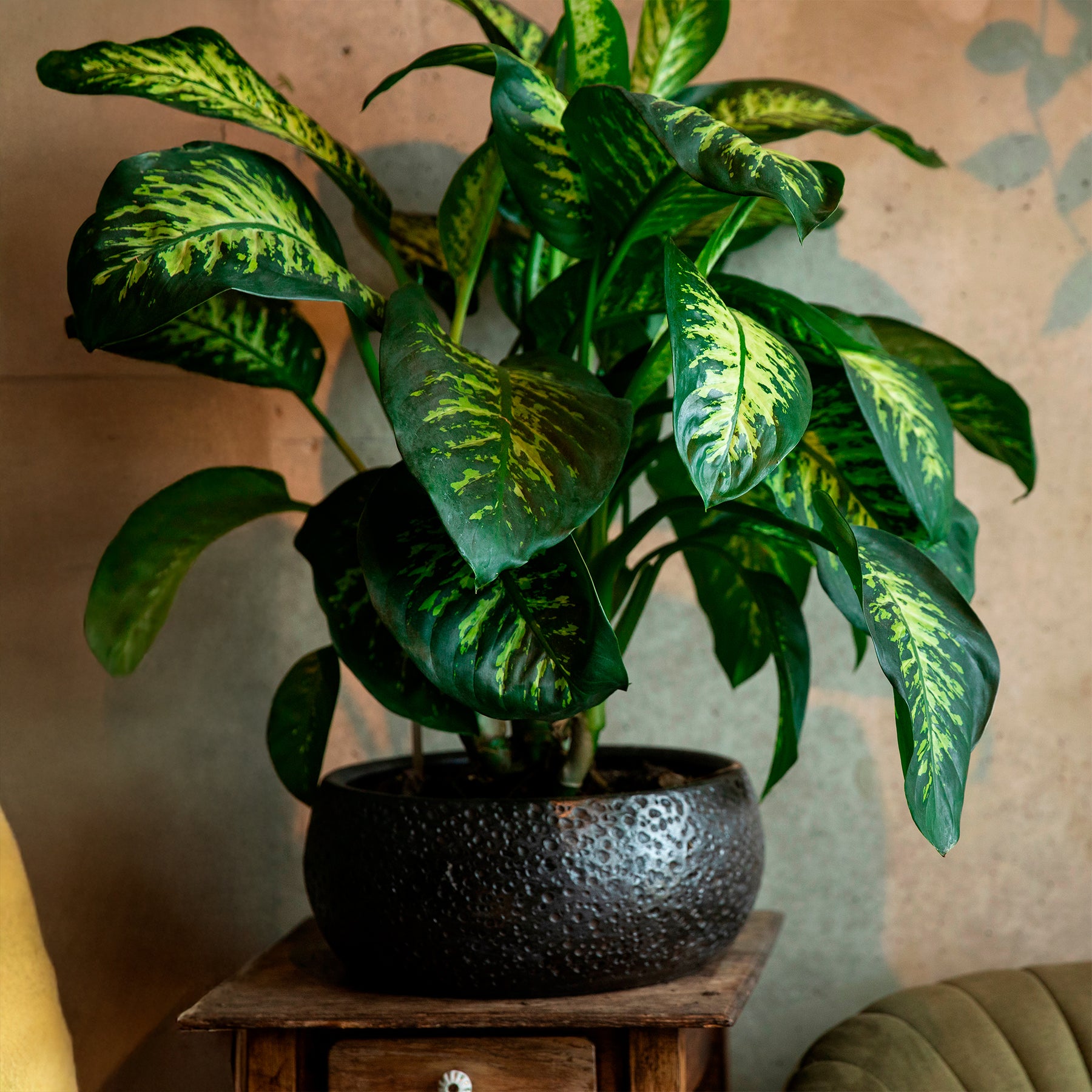 Dief van Bagdad 'Tropic Snow' - Willemse