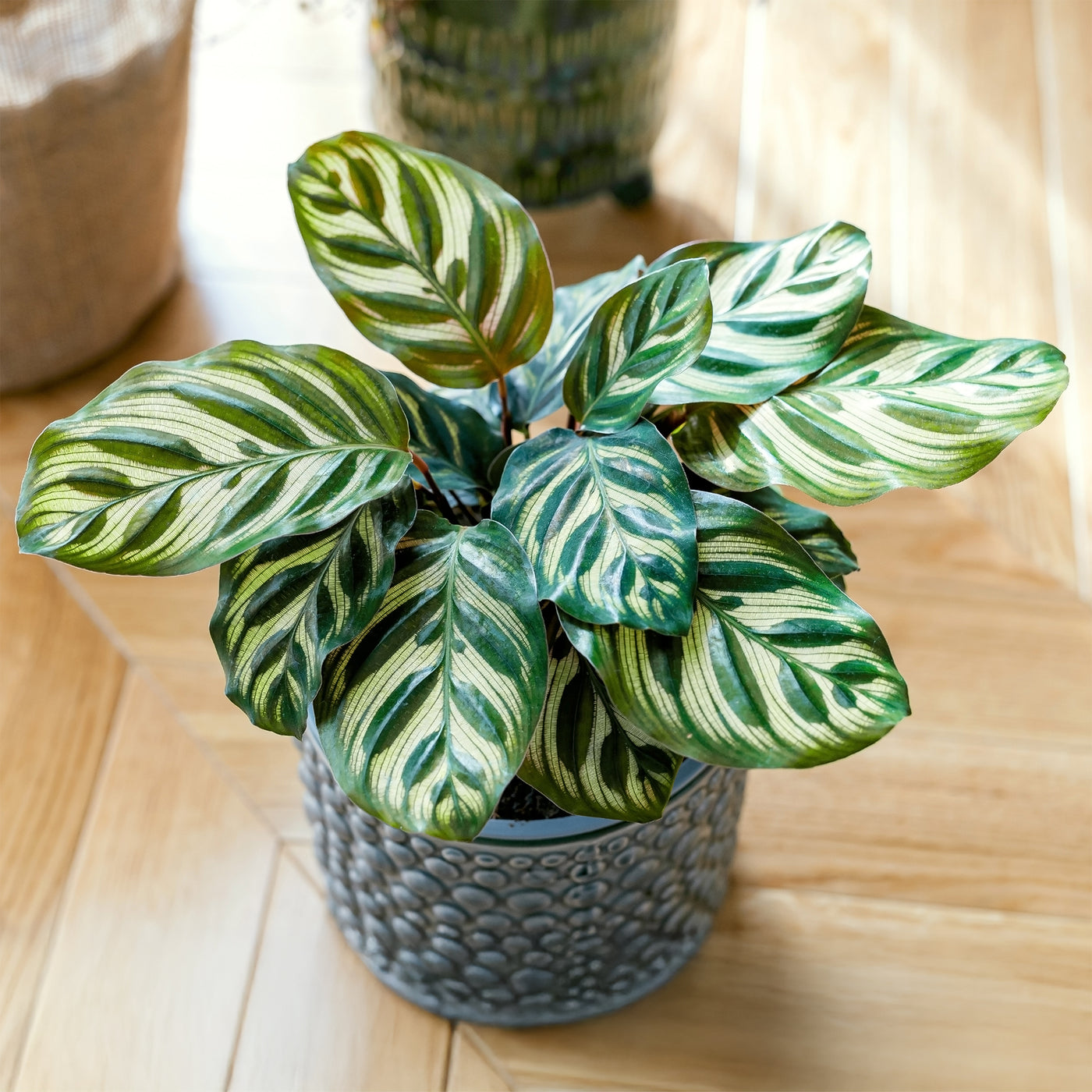 Pauwenplant 'Makoyana' - Willemse