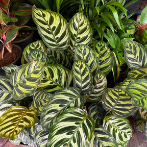 Pauwenplant 'Makoyana' - Calathea makoyana - Willemse