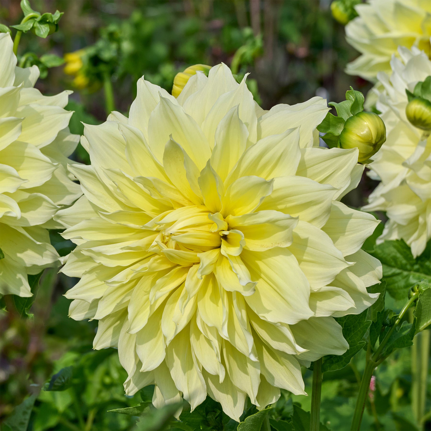 Dubbelbloemige Dahlia 'Kelvin Floodlight' (x3) - Dahlia 'kelvin floodlight' - Willemse