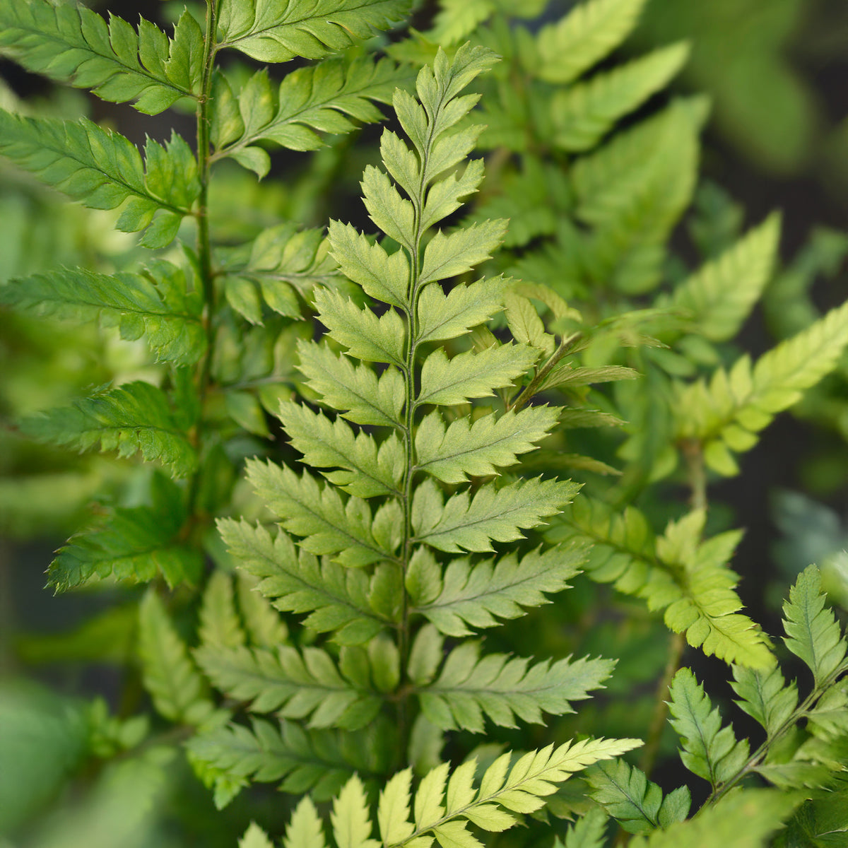 Varens - Naaldvaren - Polystichum tsussimense
