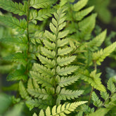 Varens - Naaldvaren - Polystichum tsussimense