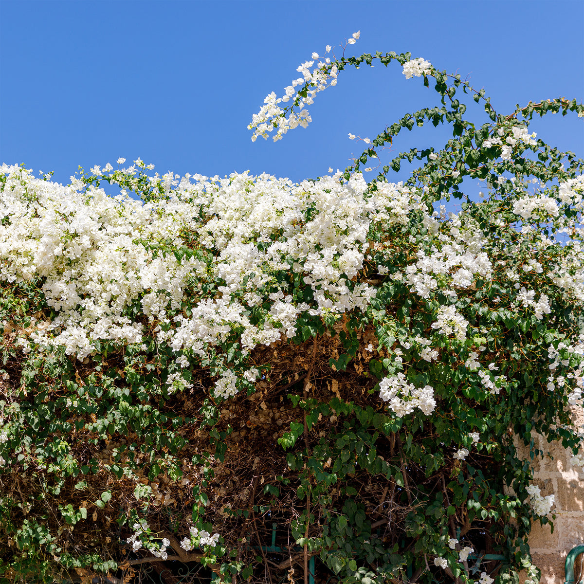 Bougainville 'White Cascade' - Bougainvillea white - Willemse