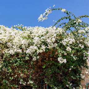 Bougainville 'White Cascade' - Willemse