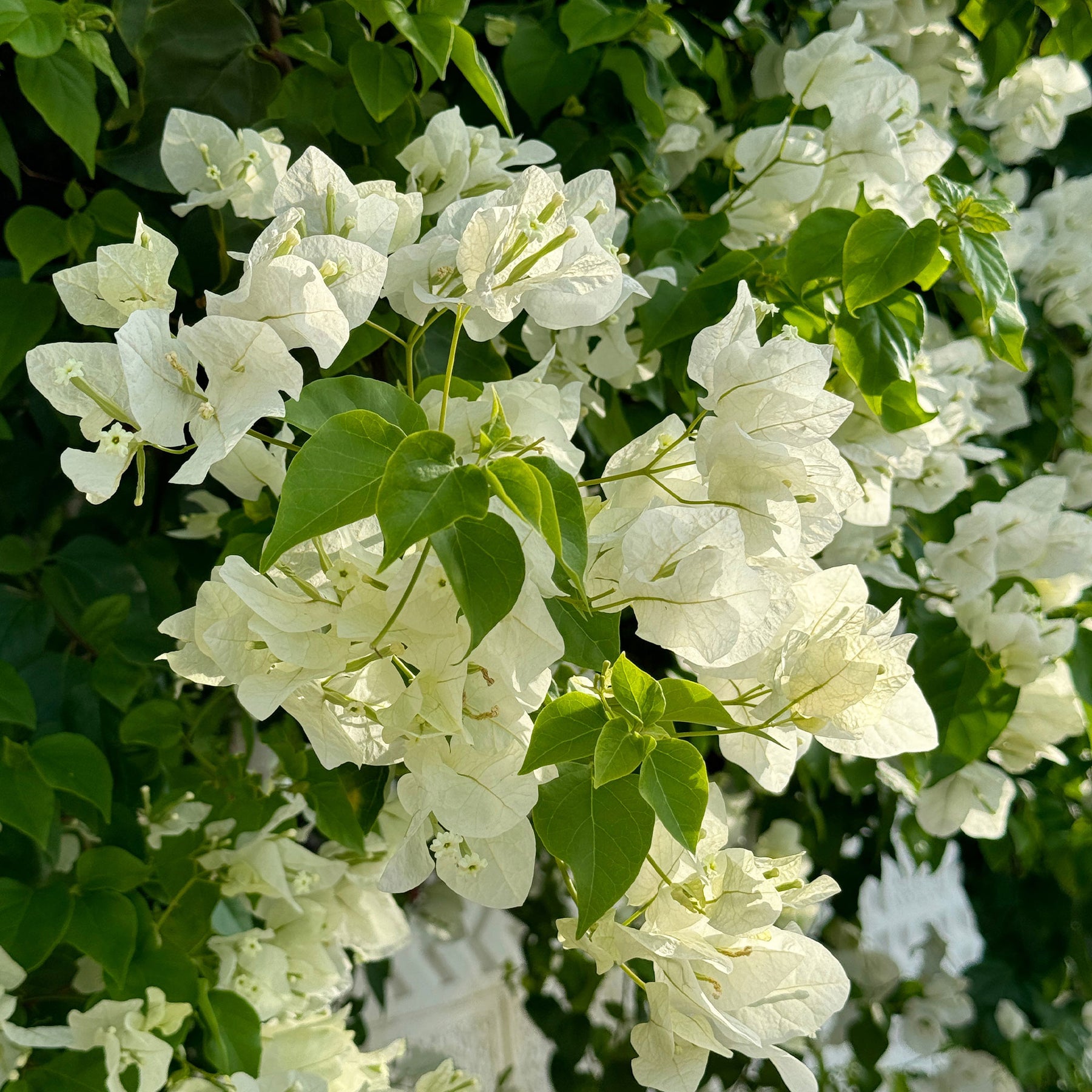Bougainville - Bougainville 'White Cascade' - Bougainvillea white
