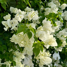 Bougainville 'White Cascade'