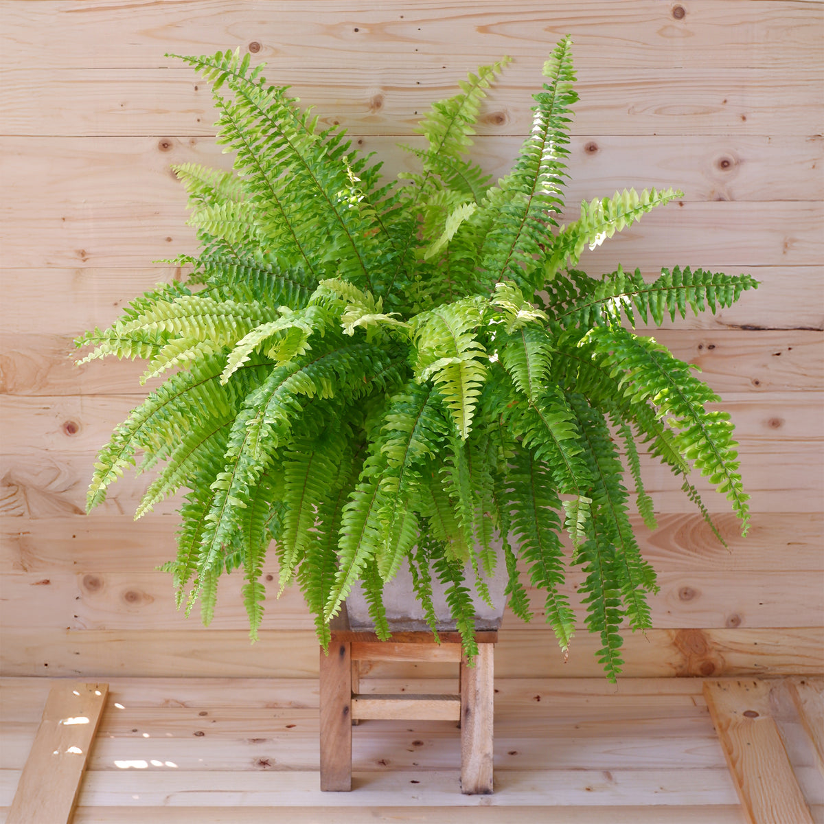 Krulvaren Nephrolepis 'Green Lady' - Nephrolepis exaltata 'Green Lady' - Willemse