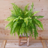 Krulvaren Nephrolepis 'Green Lady' - Nephrolepis exaltata 'Green Lady' - Willemse