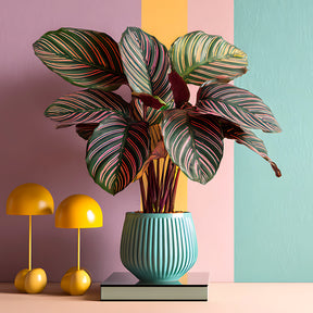 Pauwenplant 'Ornata' - Willemse