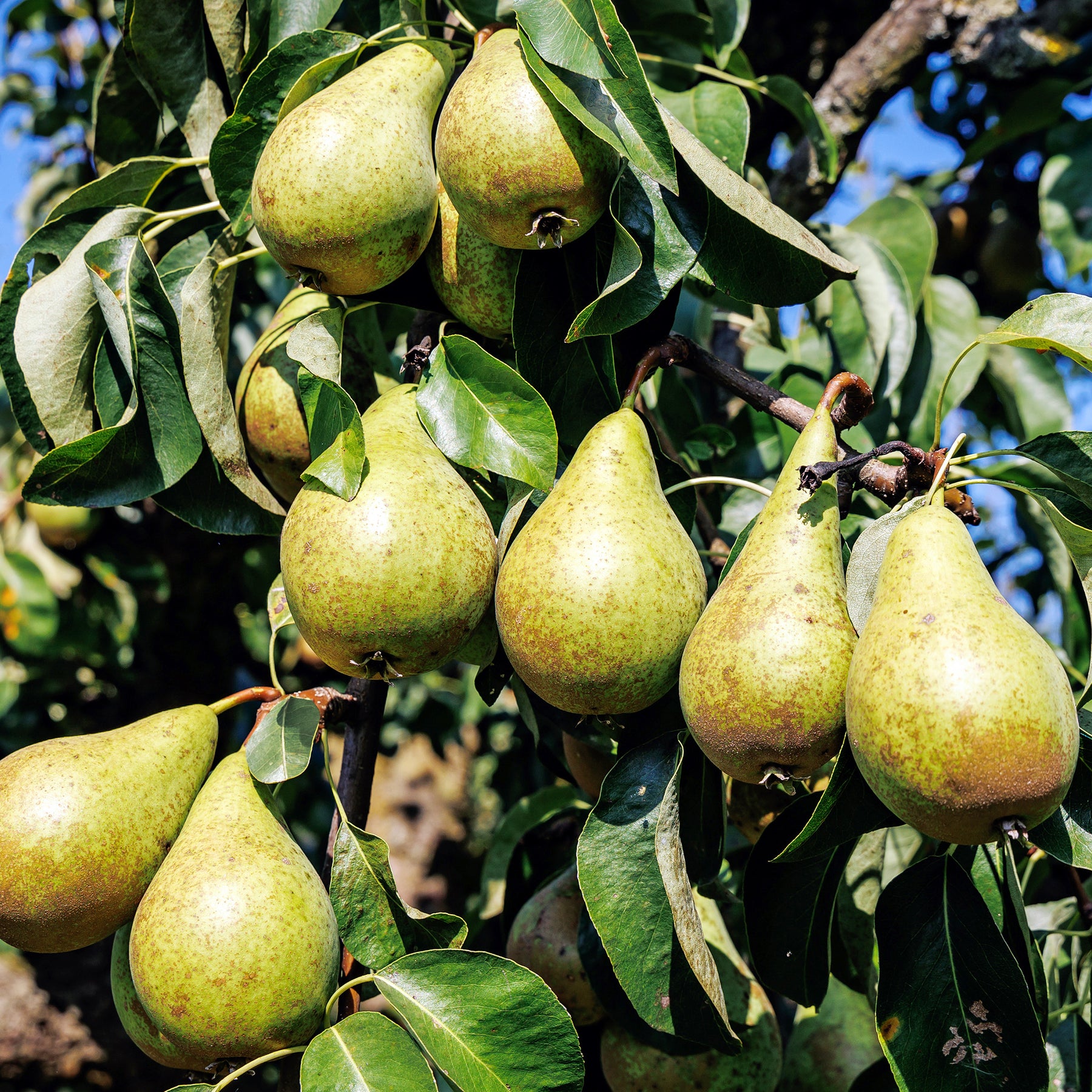 Pyrus communis Conférence - Perenboom 'Conference' - Perenbomen