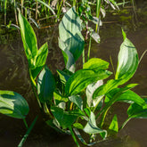 Verkoop Grote waterweegbree - Alisma plantago-aquatica