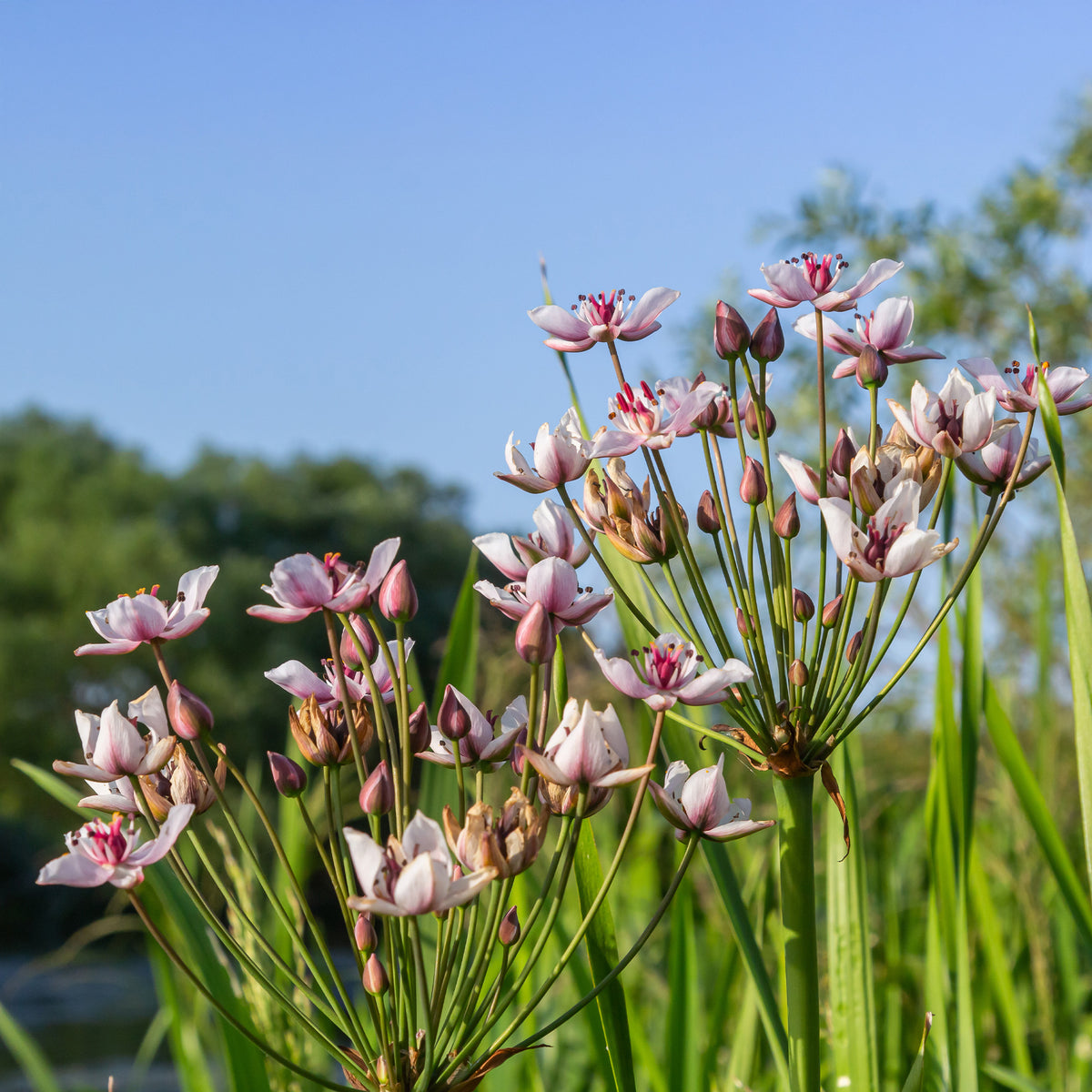 Bloeiende bies Butome umbel