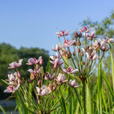 Bloeiende bies Butome umbel