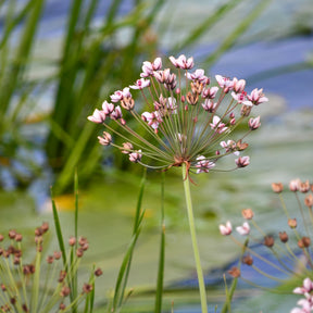 Bloeiende bies Butome umbel - Butomus umbellatus - Willemse