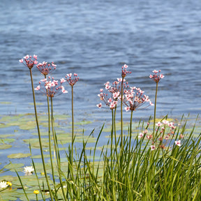 Bloeiende bies Butome umbel - Willemse