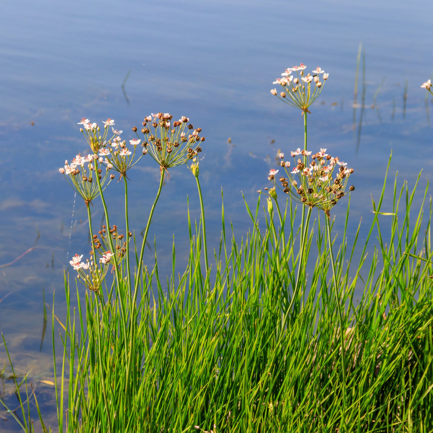 Bloeiende bies Butome umbel