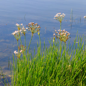 Bloeiende bies Butome umbel