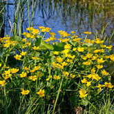 Dotterbloem - Water Goudsbloem - Caltha palustris - Willemse