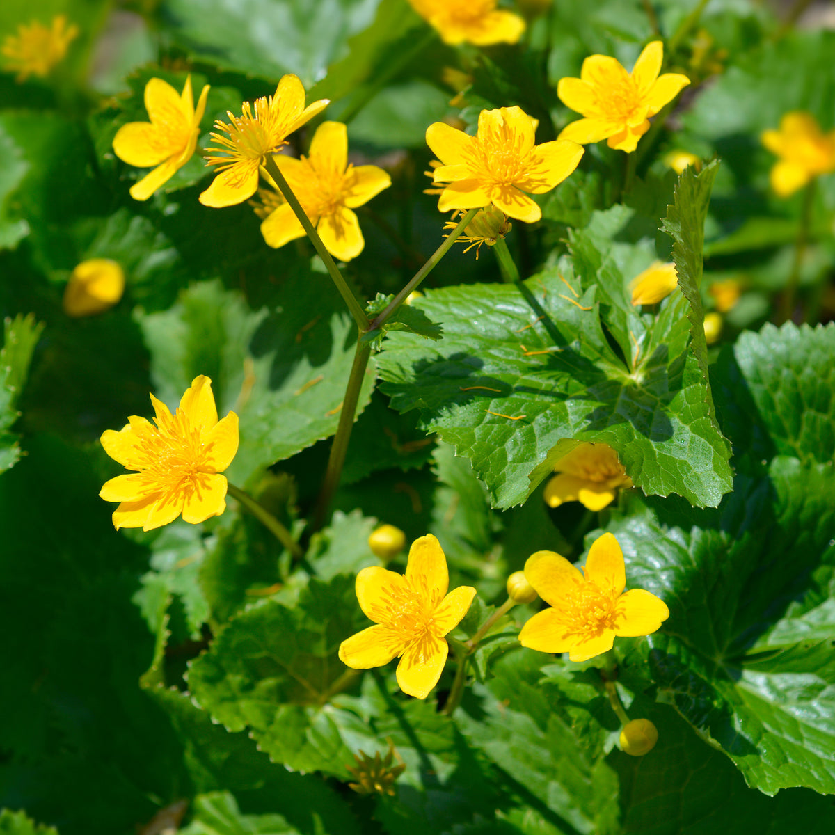 Caltha palustris - Dotterbloem - Water Goudsbloem - Alle vijverplanten