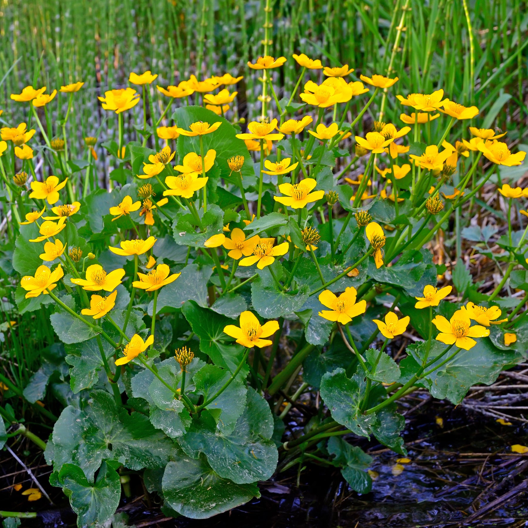 Alle vijverplanten - Dotterbloem - Water Goudsbloem - Caltha palustris
