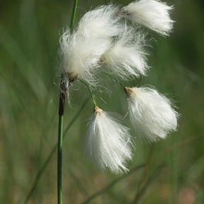 Eriophorum angustifolium - Smalbladige Cottonwood - Alle vijverplanten
