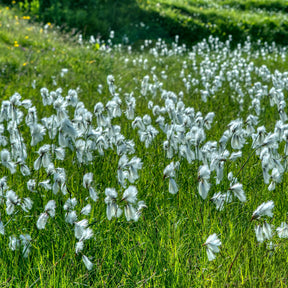 Smalbladige Cottonwood - Eriophorum angustifolium - Willemse