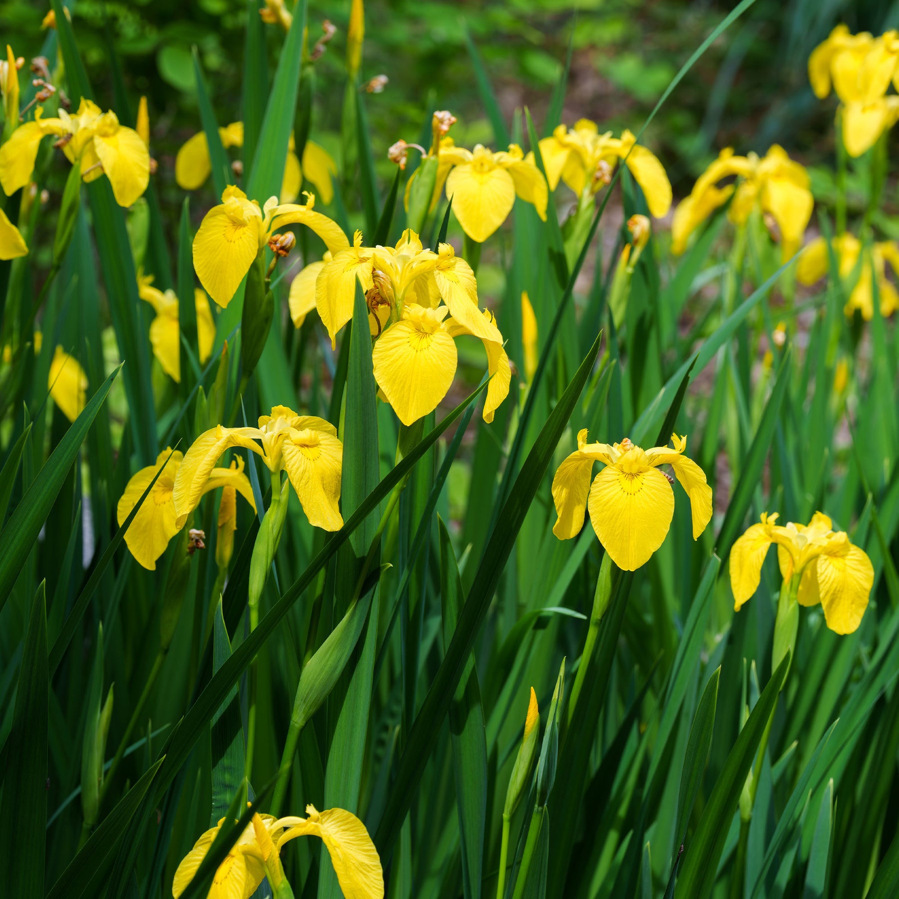 Moerasiris - Iris pseudacorus - Willemse