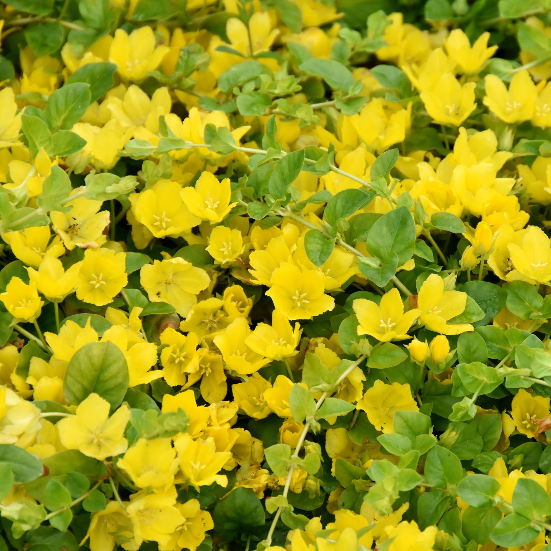 Penningkruid - Willemse