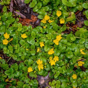 Penningkruid - Lysimachia nummularia - Willemse