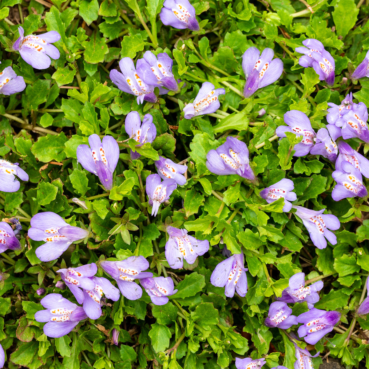 Mazus reptans 'Blue' paars - Mazus reptans - Willemse
