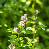 Watermunt - Willemse