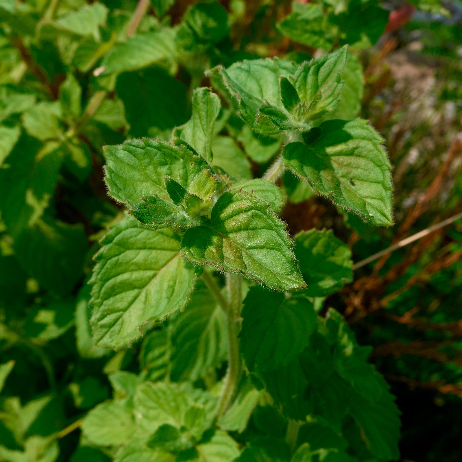 Watermunt - Mentha aquatica - Willemse