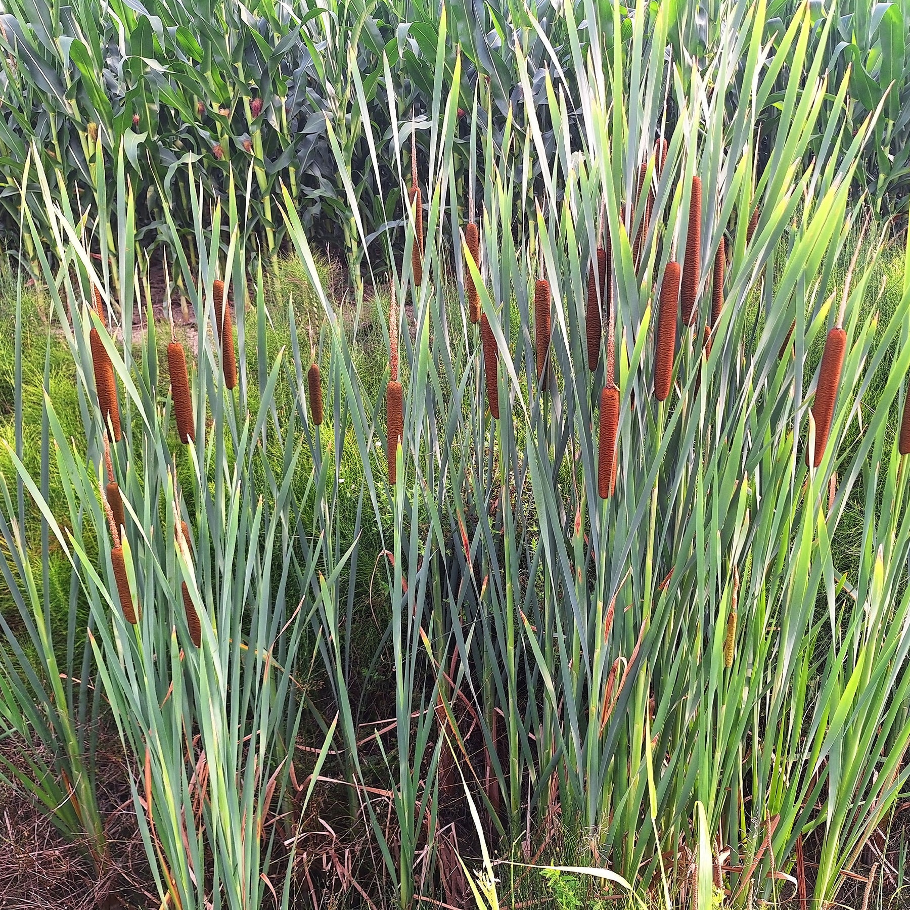 Willemse smalbladig mos - Willemse