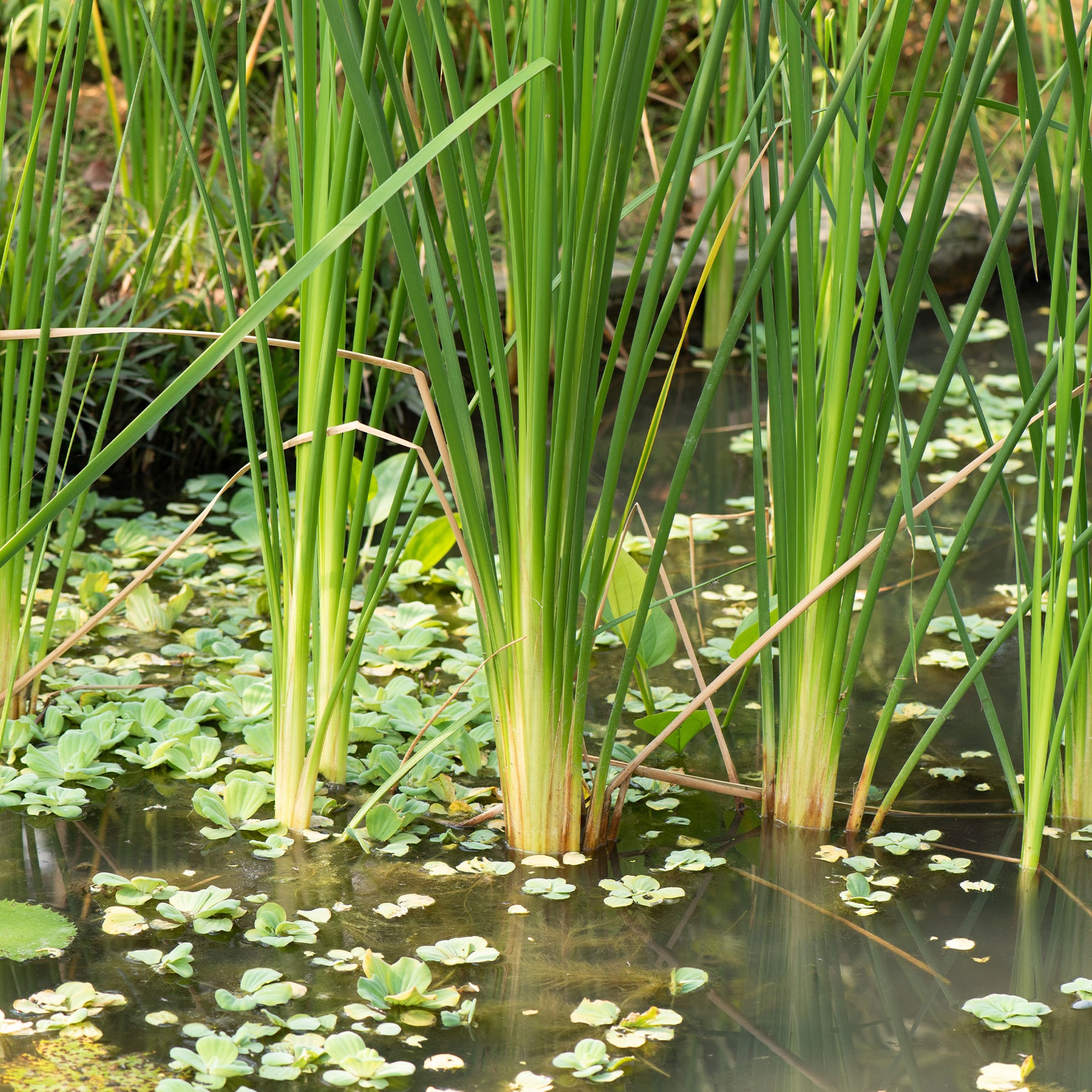 Verkoop Willemse smalbladig mos - Typha angustifolia