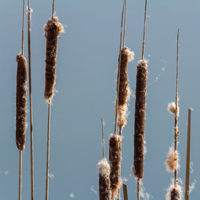 Riet - Willemse smalbladig mos - Typha angustifolia
