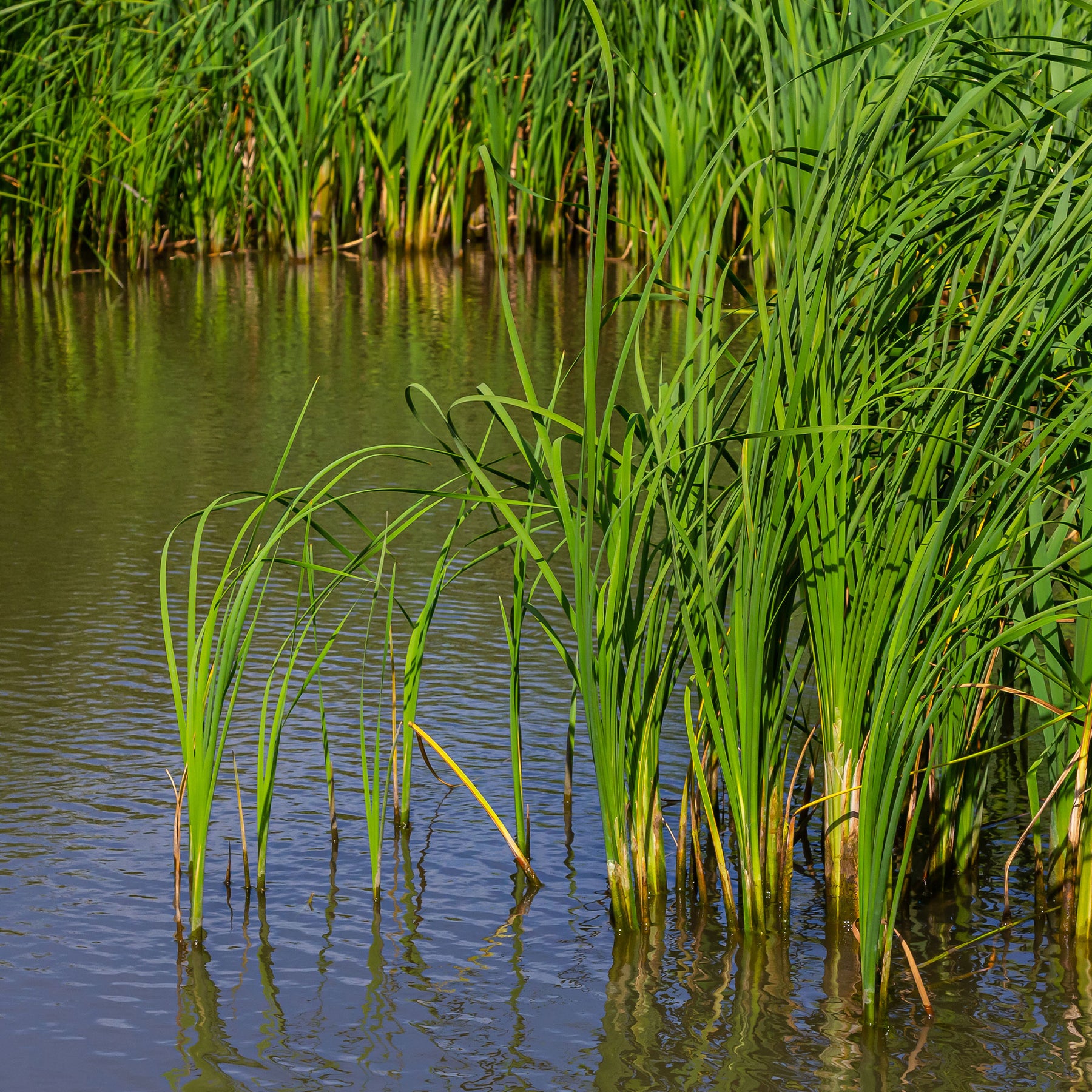 Willemse smalbladig mos - Typha angustifolia - Willemse