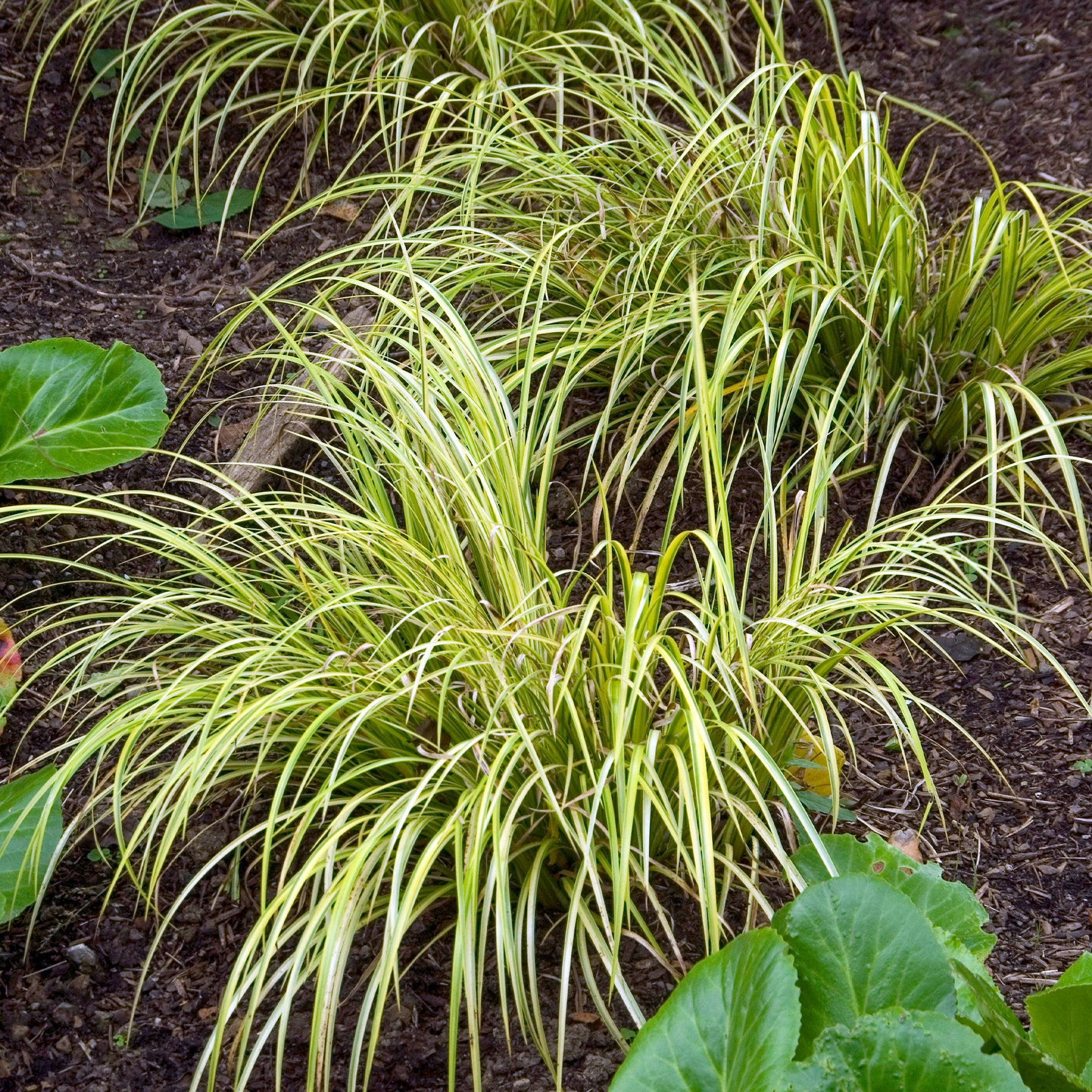 Dwergkalmoes 'Ogon' - Willemse