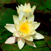 Nymphaea marliacea Chromatella - Waterlelie 'Marliacea Chromatella' - Waterlelies