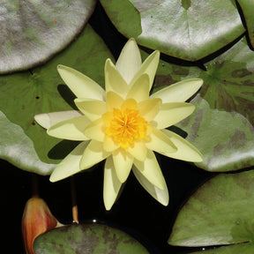 Waterlelie 'Marliacea Chromatella' - Willemse