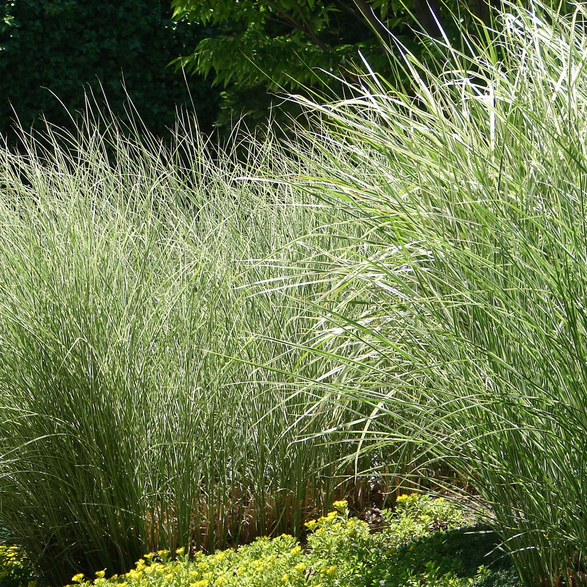 Prachtriet 'Morning Light' - Miscanthus sinensis morning light - Willemse