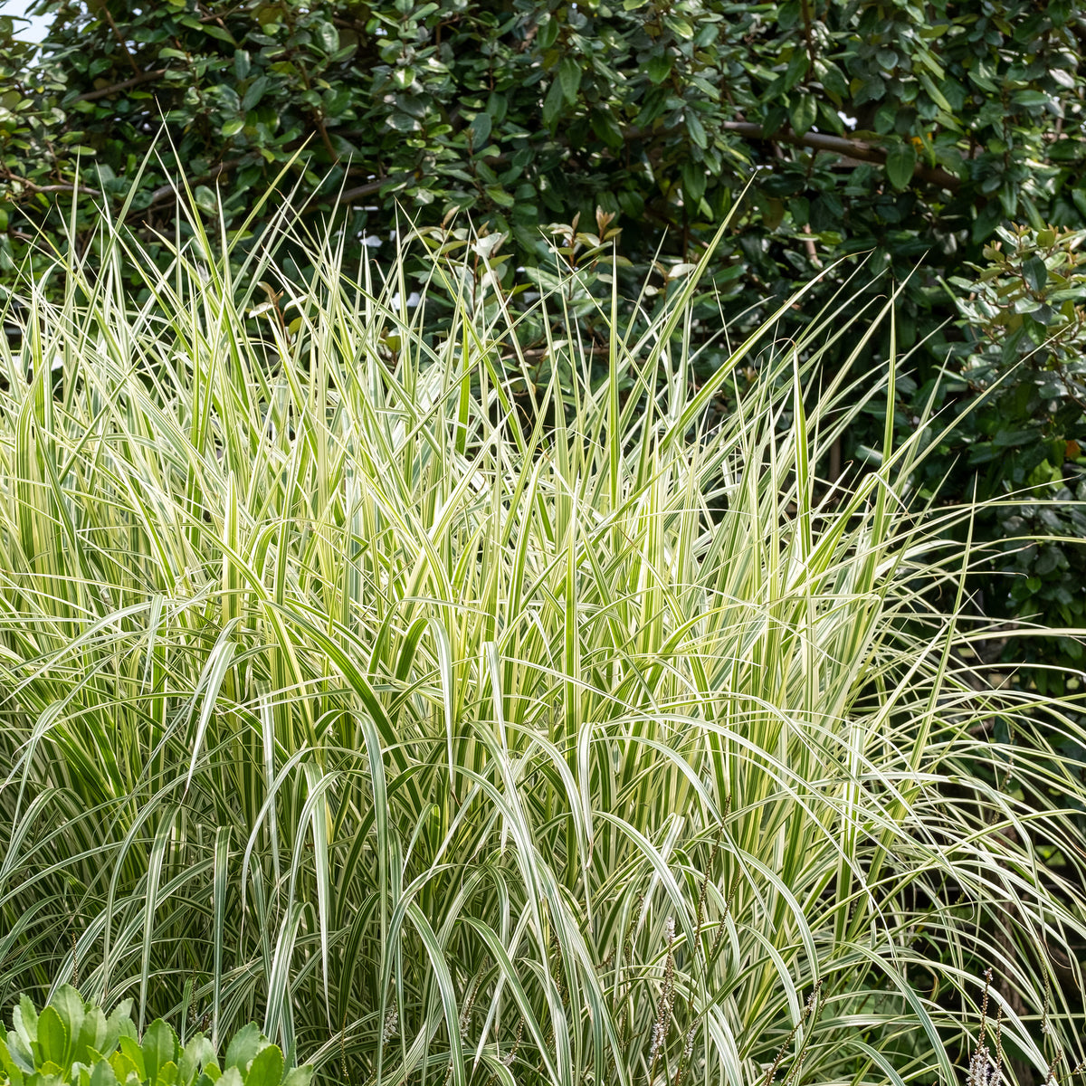 Prachtriet 'Variegatus' - Miscanthus sinensis variegatus - Willemse