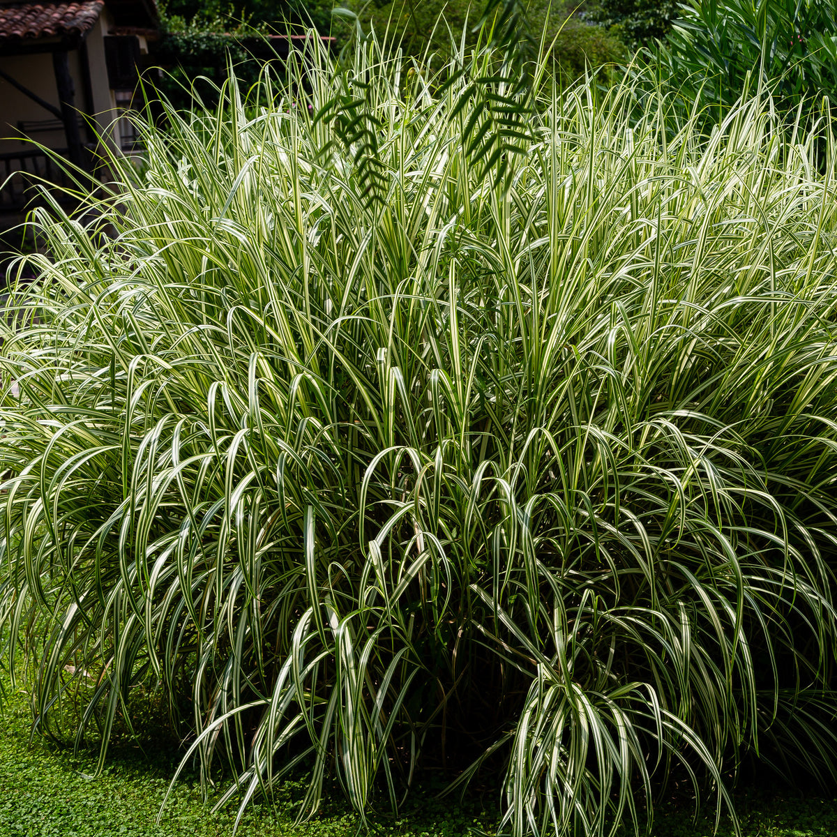 Prachtriet 'Variegatus' - Willemse