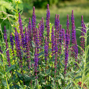Bossalie 'Caradonna' - Salvia nemorosa caradonna - Willemse