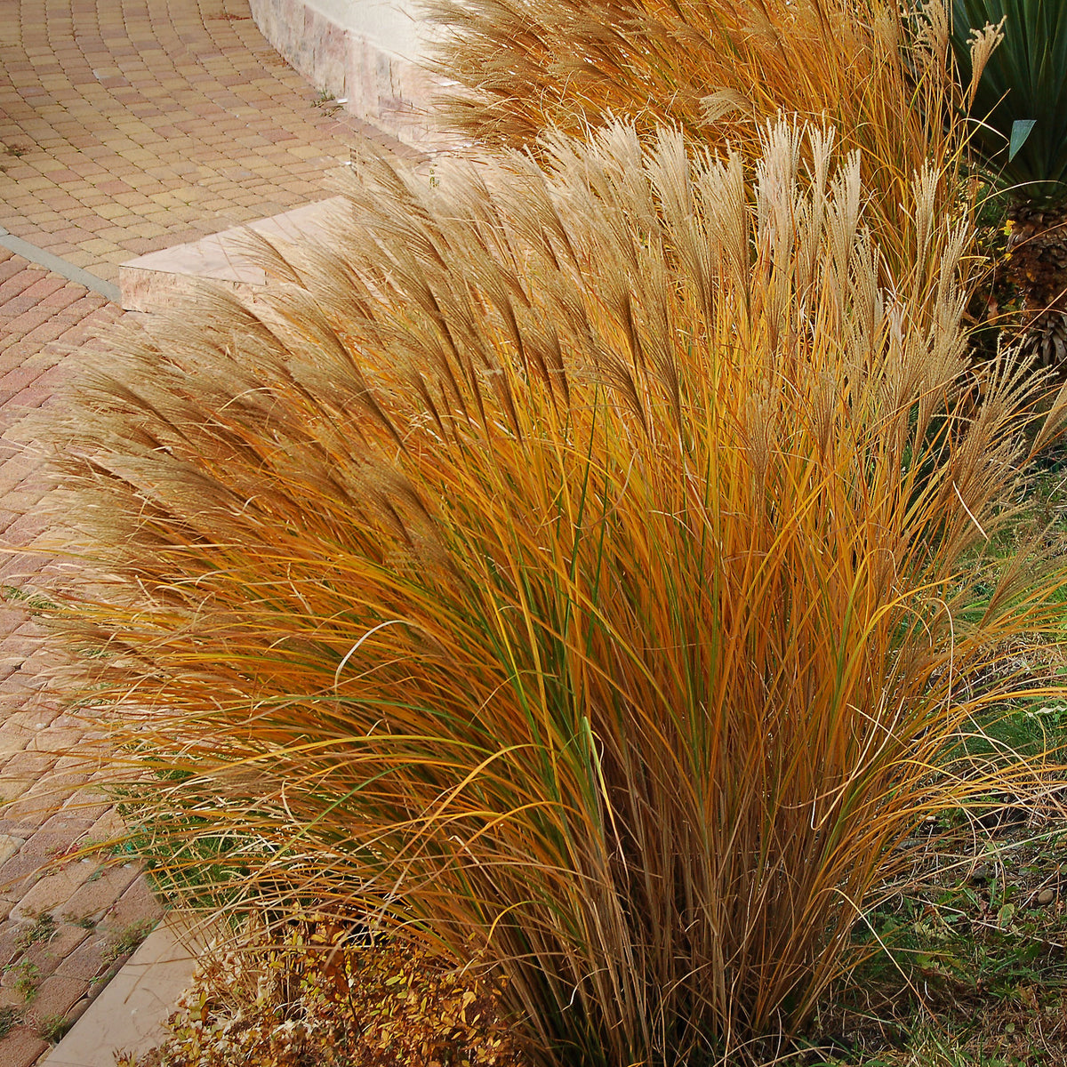Prachtriet 'Gracillimus' - Miscanthus sinensis gracillimus - Willemse