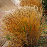 Prachtriet 'Gracillimus' - Miscanthus sinensis gracillimus - Willemse